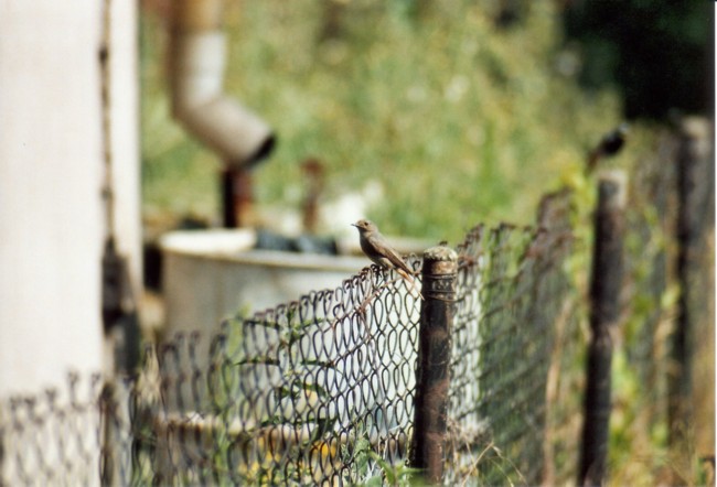 Gartenrotschwanz_weiblich